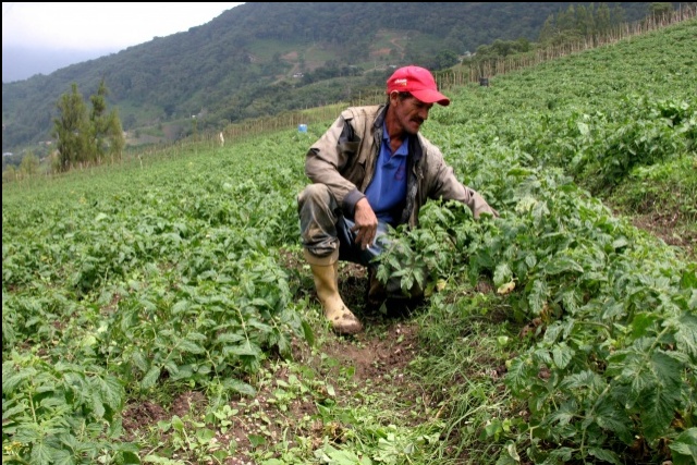 95% de la producción agrícola en el municipio Urdaneta se encuentra paralizada debido a la falta de materia prima de maíz y sorbo