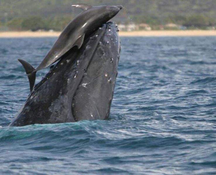 delfines-y-ballenas-jugando-al-caballito-en-hawai_ampliacion