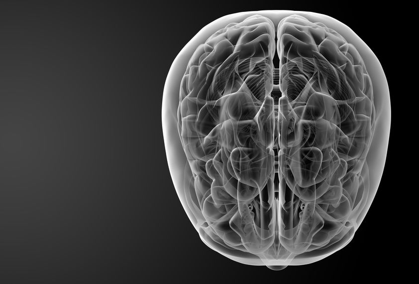Human brain X ray -top view