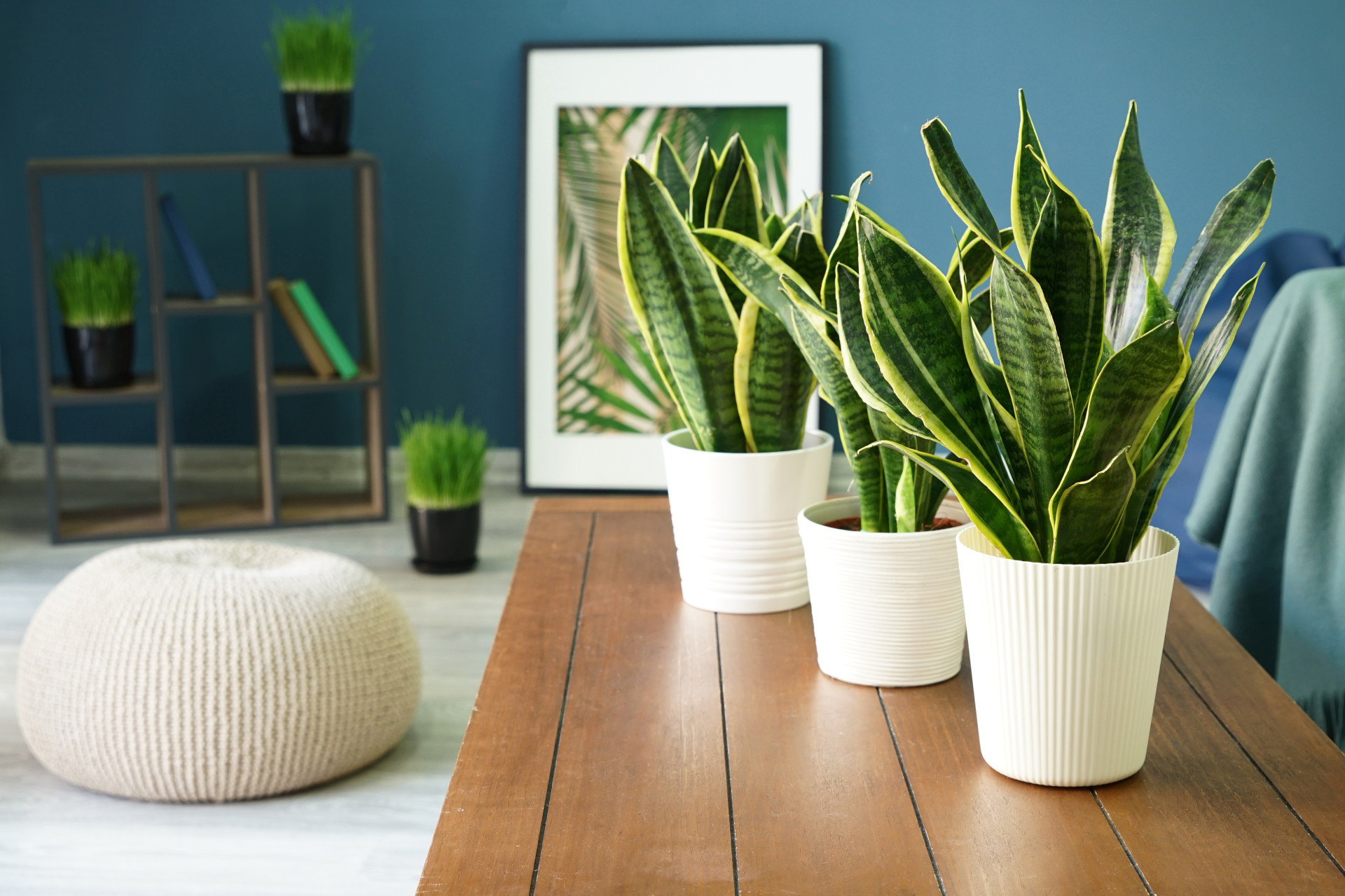 Plantas de espacios interiores para una decoración perfecta - Noticias de Barquisimeto - PromarTV
