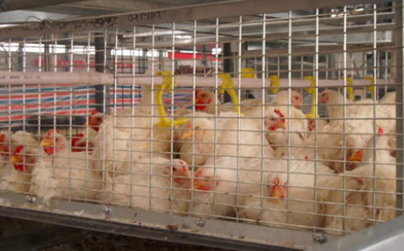 pollitos en jaulas pollos