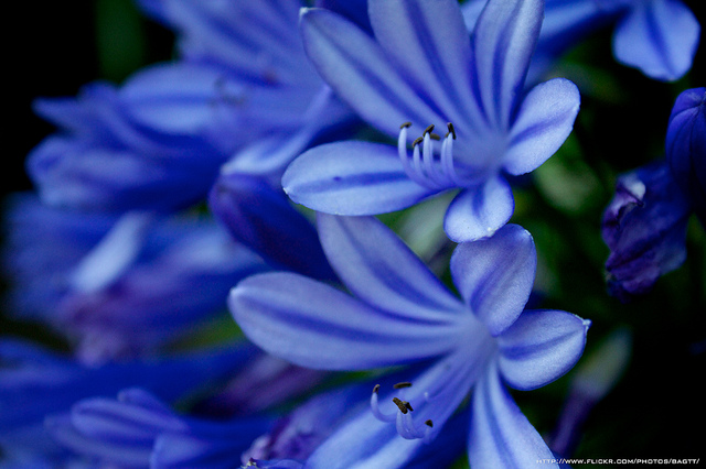 Flores crean halo azul en sus pétalos para que las abejas las encuentren -  Noticias de Barquisimeto - PromarTV